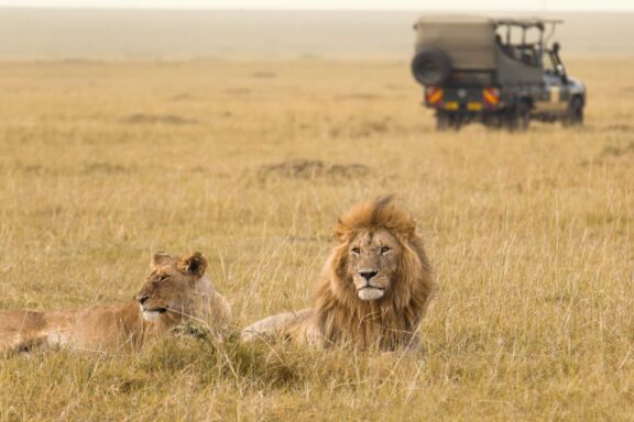 Lion Safari